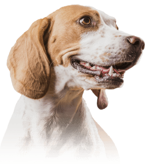 imagem com filhote de cachorro, gato e coelho